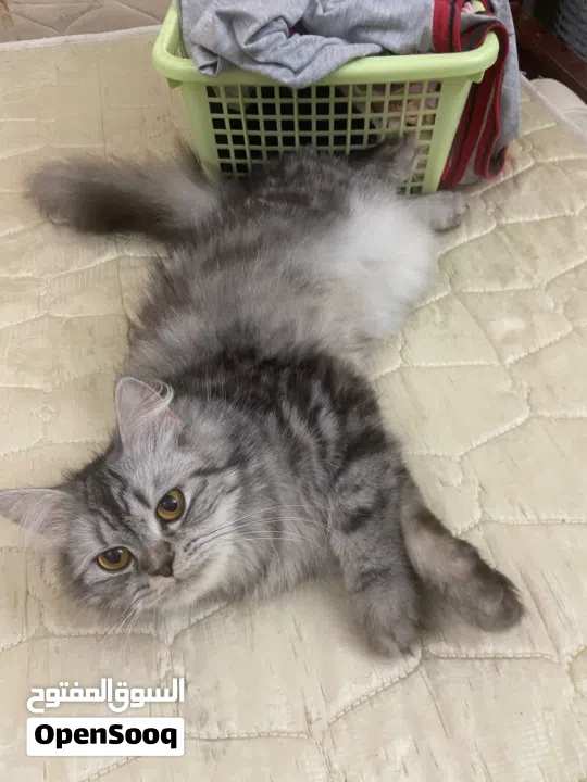 Persian cat for free adopt
