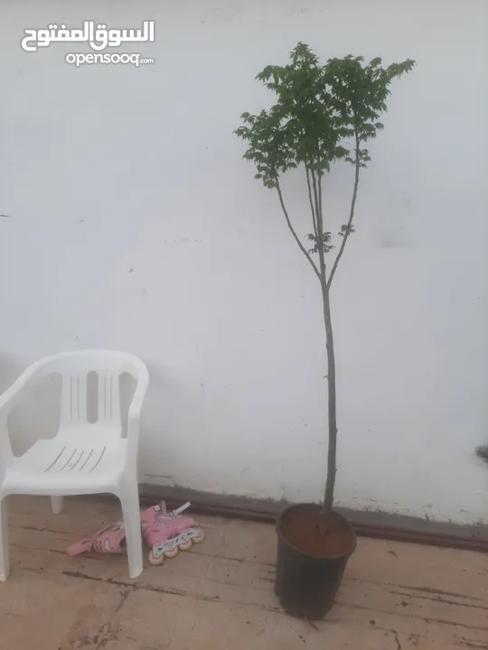 اشجار زينه ومثمر