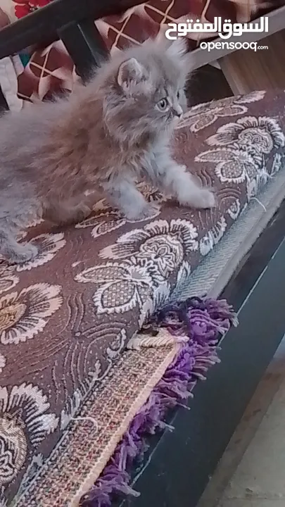 قطط سكوتش ستريت مكس شنشيلا