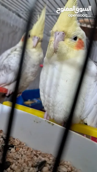 كوكتيل صوتهم حلو واليفات