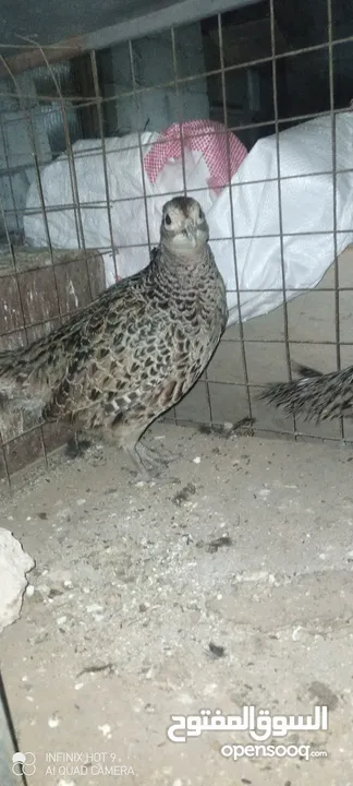 طقم فازنت انثايتين وذكر بياضات