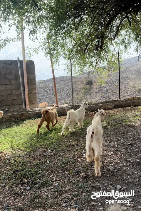 جدايا من حلال الجواميد مال لجبل فول سمنه