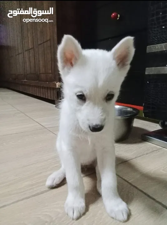 2 months old female husky puppy