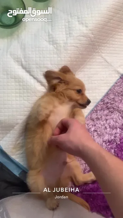 Pure Mini Golden Retriever Puppy for Sale – 2 Months Old (Male)  بيور كلب ميني جولدن ريتريفر للبيع