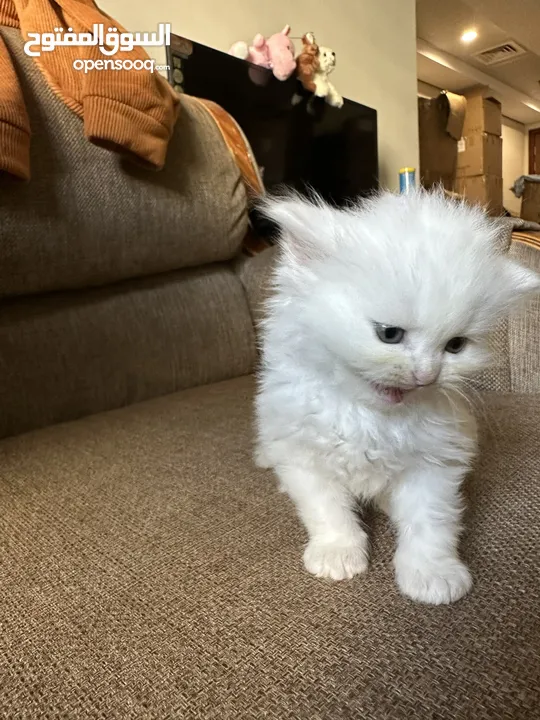 1 month old Persian Kitten for adoption