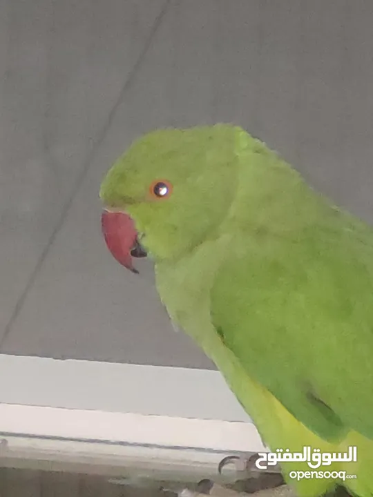 ببغاء درارة  هندي كوكو عمر سنة وريكو عمر سنة ونص اليف ولعوب ومدرب وصحتو جيدة جدا ومرح بلعب بالبيت .