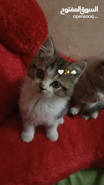 قطط لبيع عمرهم 3اشهر ونص من اب شيرازي ام مكس شنشيلا انكو