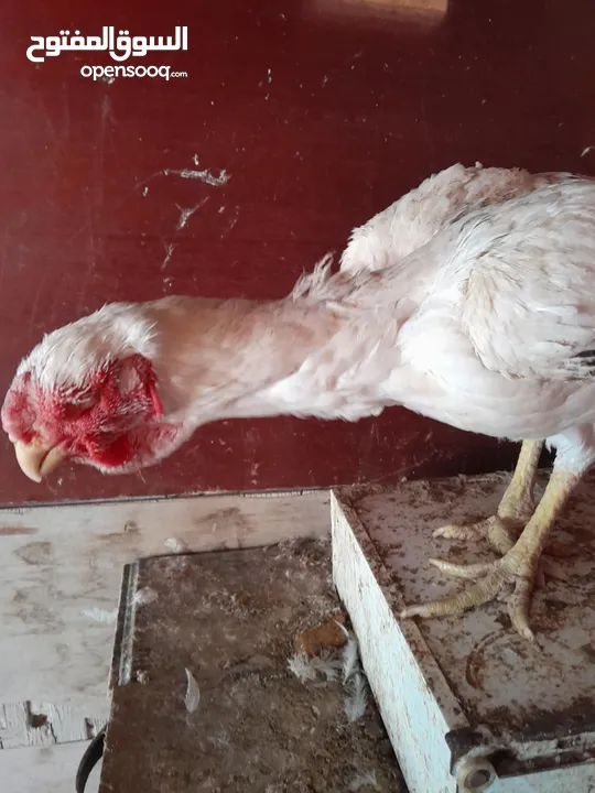ست صيصان ألماني على حجازي من هالبزرة