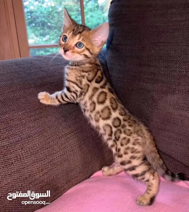 home trained Bengal kittens for adoption