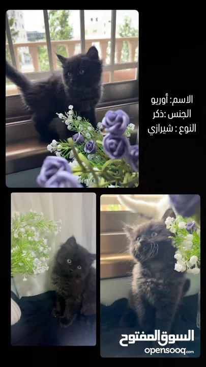 قطط مكس هملايا مع شيرازي انغورا عمر شهرين للبيع
