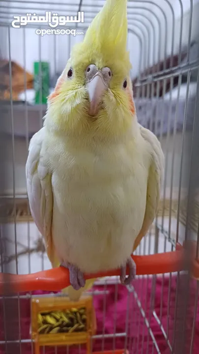 ببغاء كوكتيل اصفر البينو عين حمرا جاهز لبيتو الجديد    للبيع بسعر مغري جدا جدا جدا جدا جدا جدا جدا ج