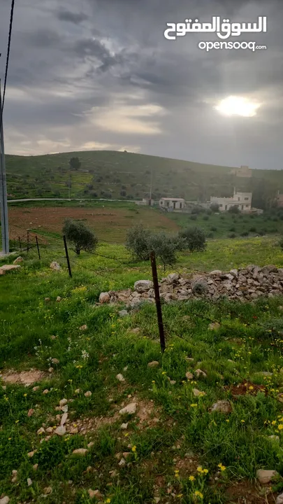 للبيع مزرعه 4.5 دونم في حمنانه المفرق ام حبل مخدومه