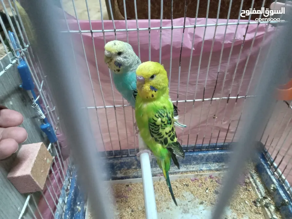 طيور الحب نوع البادجي بأحلى الألوان والأصوات