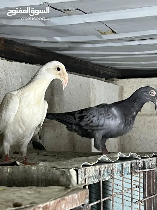فراخ للبيع