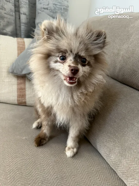 Pomeranian fox face