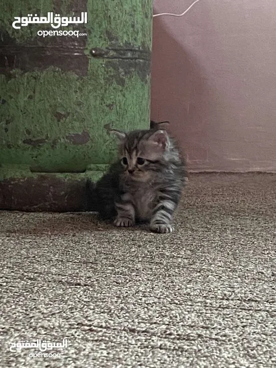 قط انثى شانشيلا للبيع بسعر مغري