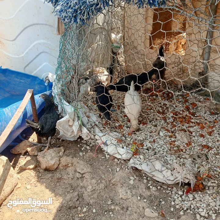فراخ للبيع السلط