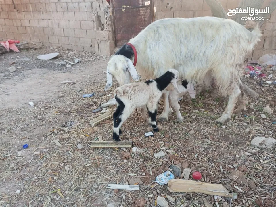 عنز حفف طوايل وراها توم جديان