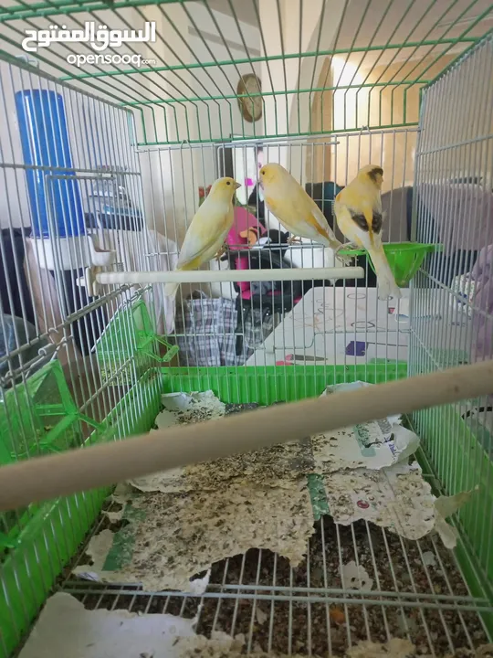 كنارات للبيع