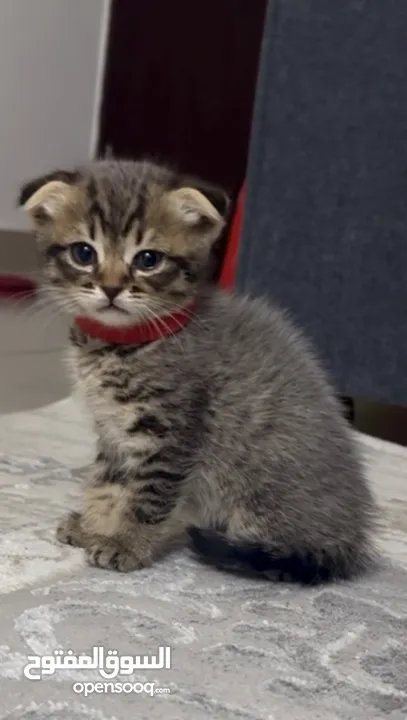 Scottish fold