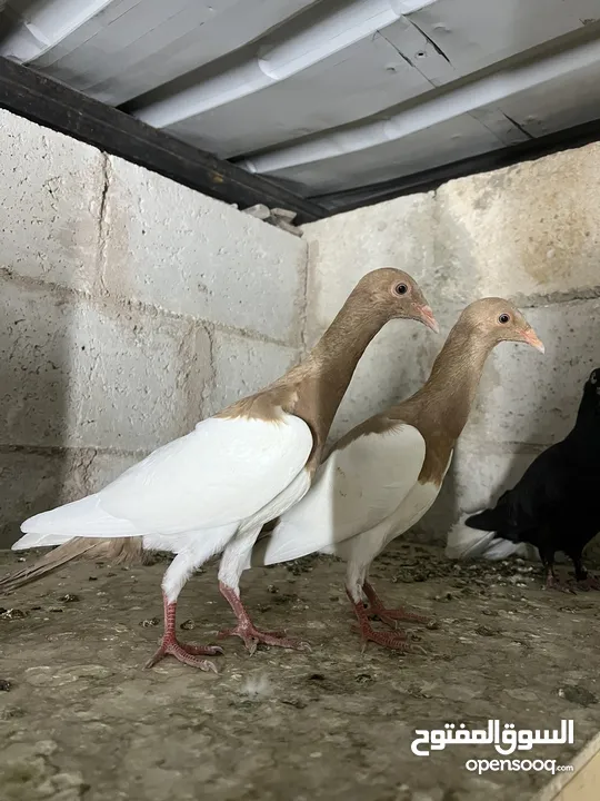 فراخ للبيع
