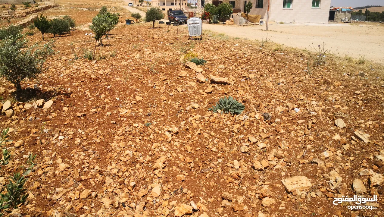 ارض للبيع قطعتين يوجد فيها اربع بيوت ثلاث جاهزات للسكن وواحد بدو تشطيب  15 دونم زيتون وحلويات دوالي