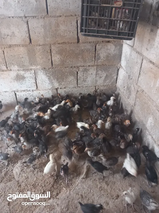 فراخ دجاج بلدي للبيع