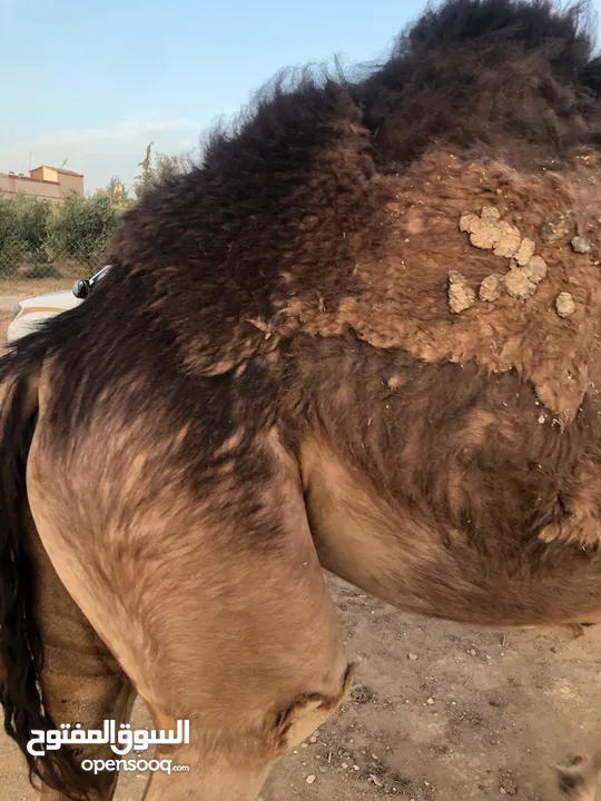 ناقه ثنيه طيبه قصا باللحم شغل ضحيه