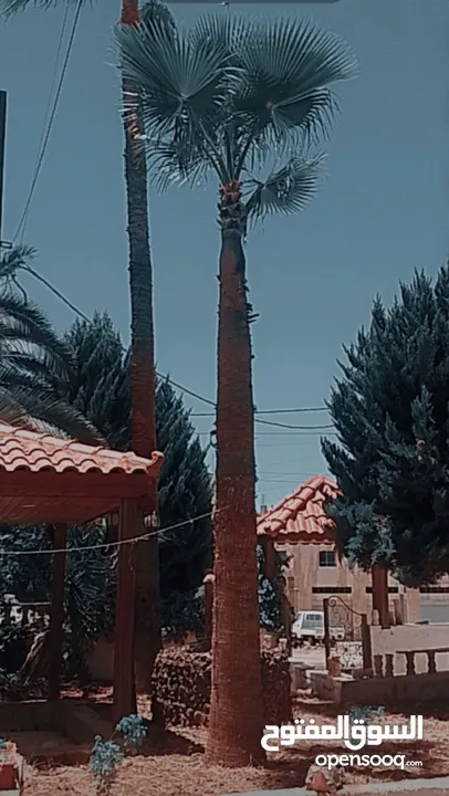 اشجار نخيل