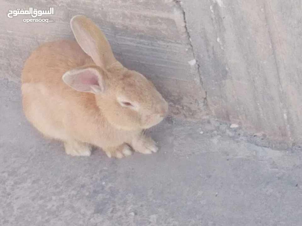 ارانب للبيع ثلاثه ذكرين وانثى الماني