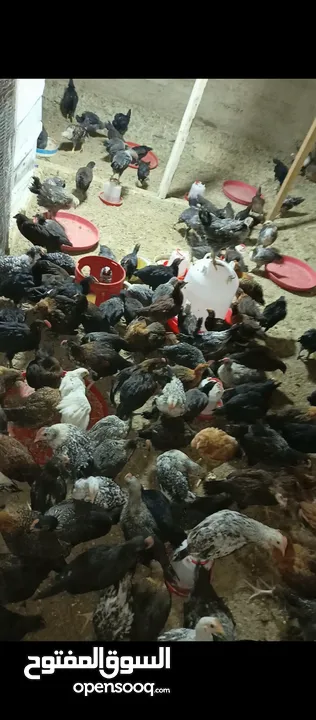 صيصان بلدي للبيع عدد 150  يأكلن العمر شهرين  نضافه وصحة ما شاءالله