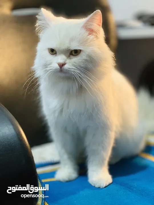 قط شيرازي لطيف جداً