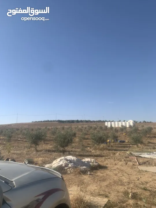 ارض للبيع  في الجميل أم رصاص    دنوم 8بسعر مغري
