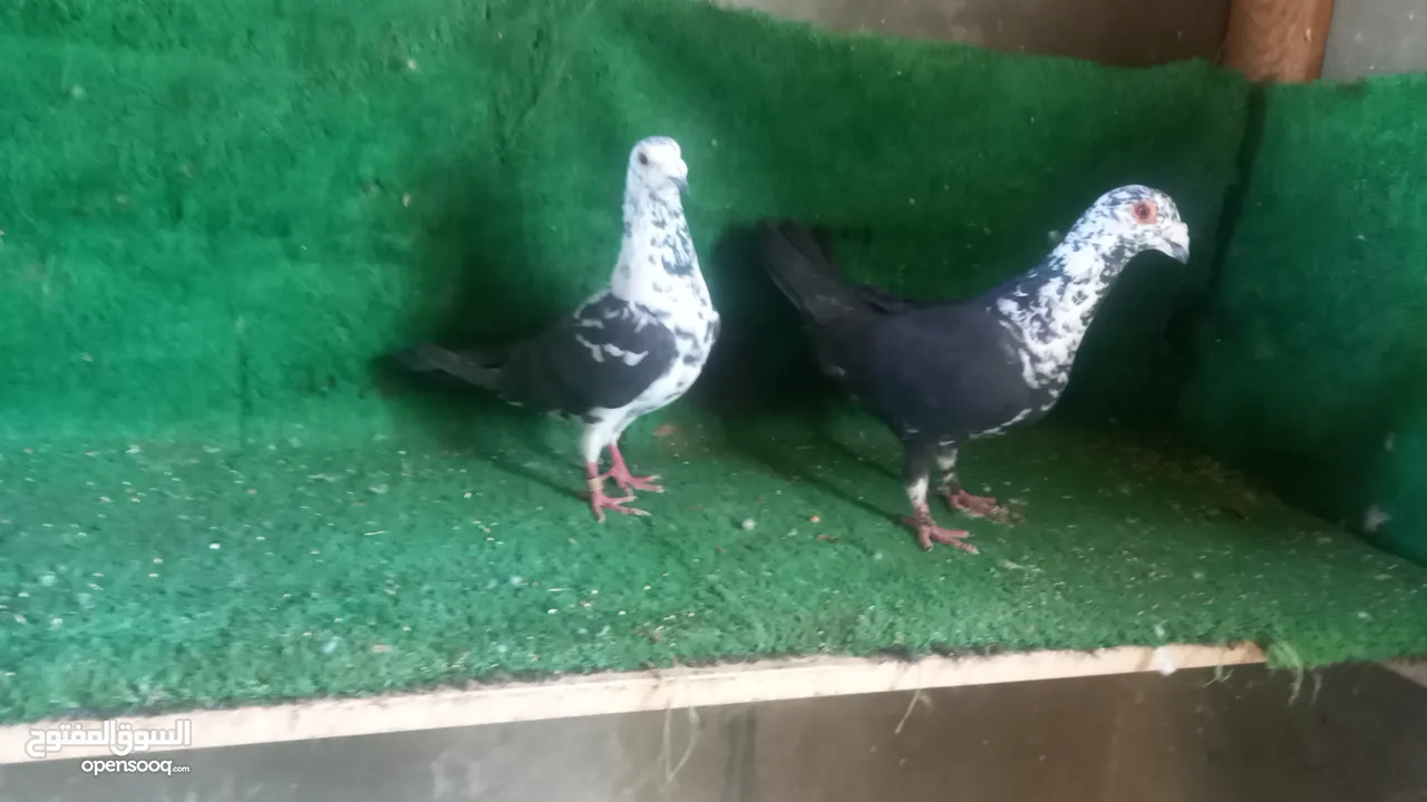 ثلاثه جواز شغاله البدل على طيور حب