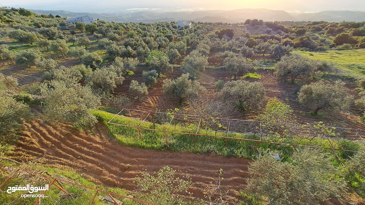 5.5 دونم مزرعة بالسلط باطلالة بانورما على فلسطين للبيع بسعر مغري قابل للتفاوض للجادين