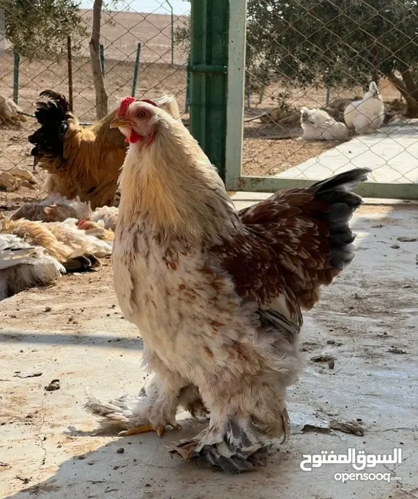 للبيع -ديوك (براهيمي )حجم كبير وفخم بسعر ولا بالخيال الواحد 20دينار والكوم 50 الحق حالك