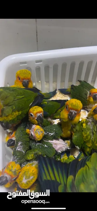 للبيع جميع انواع الطيور  All kinds of birds for sale