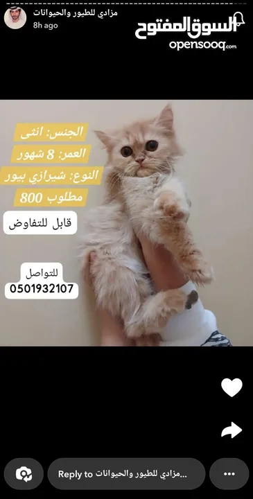 قطط شيرازي بمختلف الاعمار