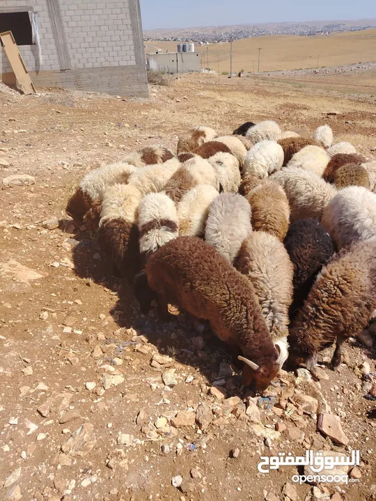 خرفان اضاحي نخب