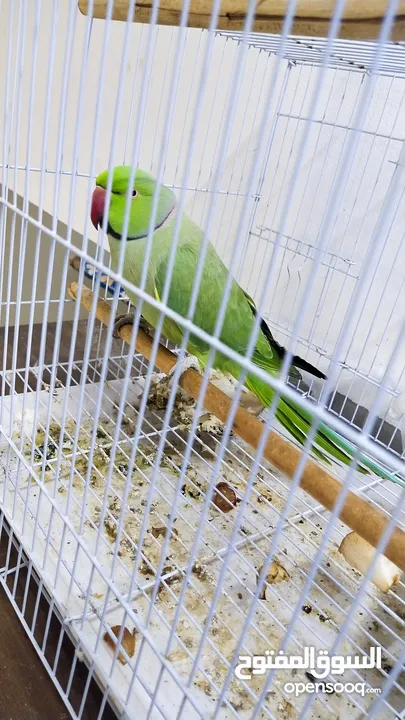 real green parrot with black and red line on his neck for sale