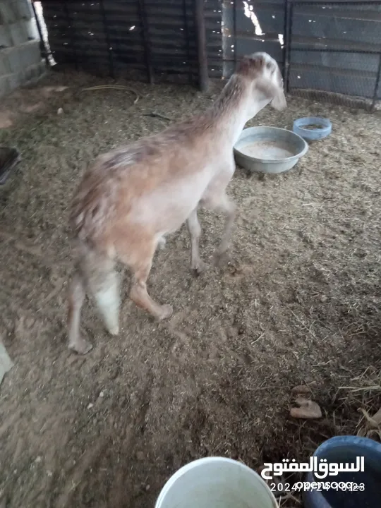 خروف سوداني للبيع مش مبدل