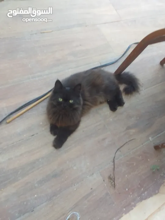 قط من ام بيجي فيس واب ھملايا