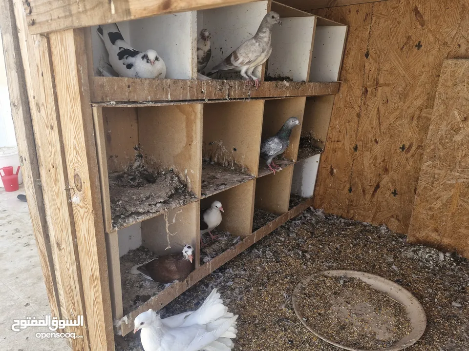 mixed bread pigeons