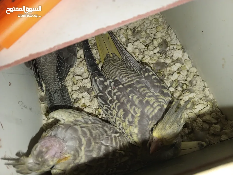 لعشاق الزق اليدوي