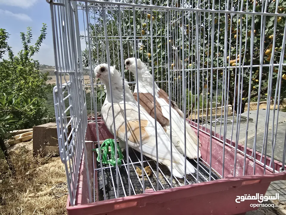 حمام اوزبيك روسي  وكالوت  نخب النخب