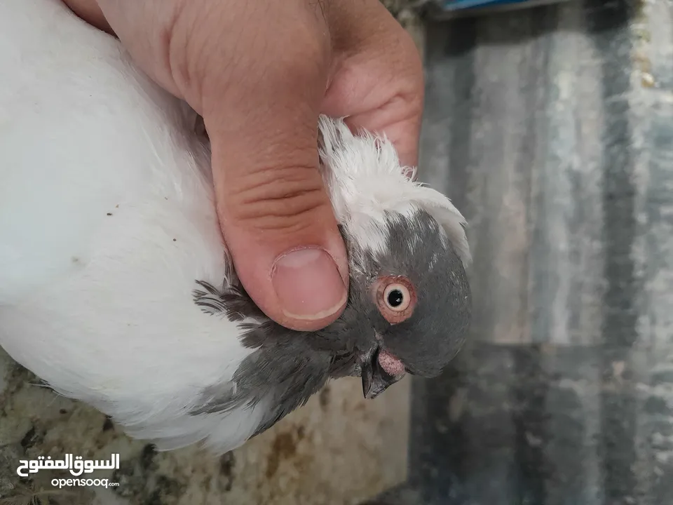 متاح  جواز  حمام الماني  كلو شغال جوز بلوني احمر تحته بيض وطيره مزهوراي حمره مع فرخها  وطيره مسوداي