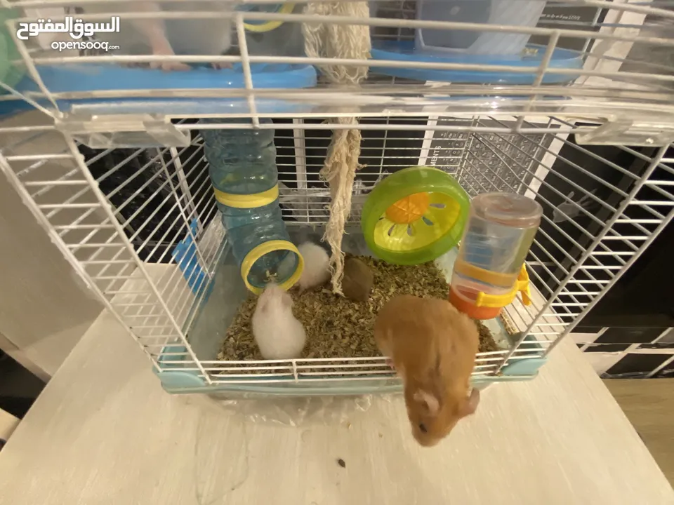 hamster هامستر للبيع عدد 7