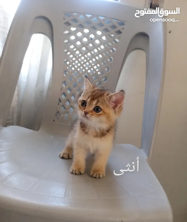 كتين سكوتش فولد وستريت