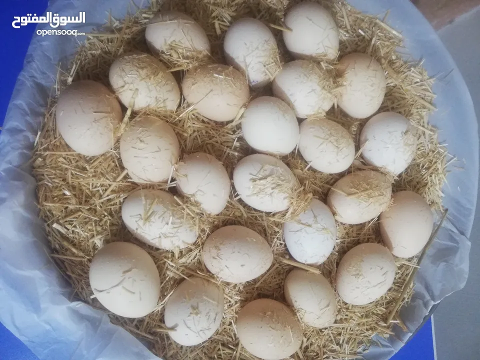 بيض عرب سعر طبقه 10 الف ممتاز جدا تغذيه نباتيه طبيعيه