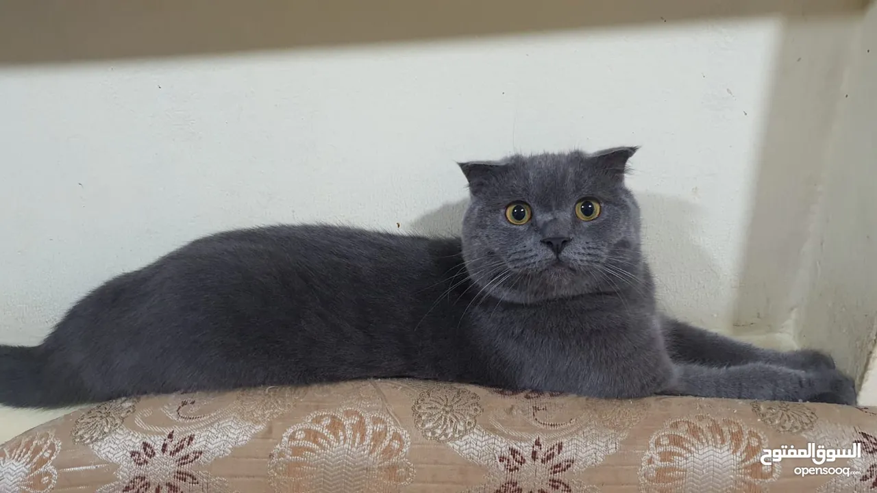 Scottish fold Pure  سكوتش فولد بيور